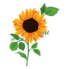 GIRASOL